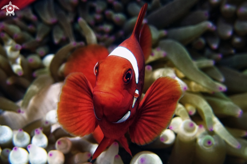 A Amphiprioninae | Clown fish