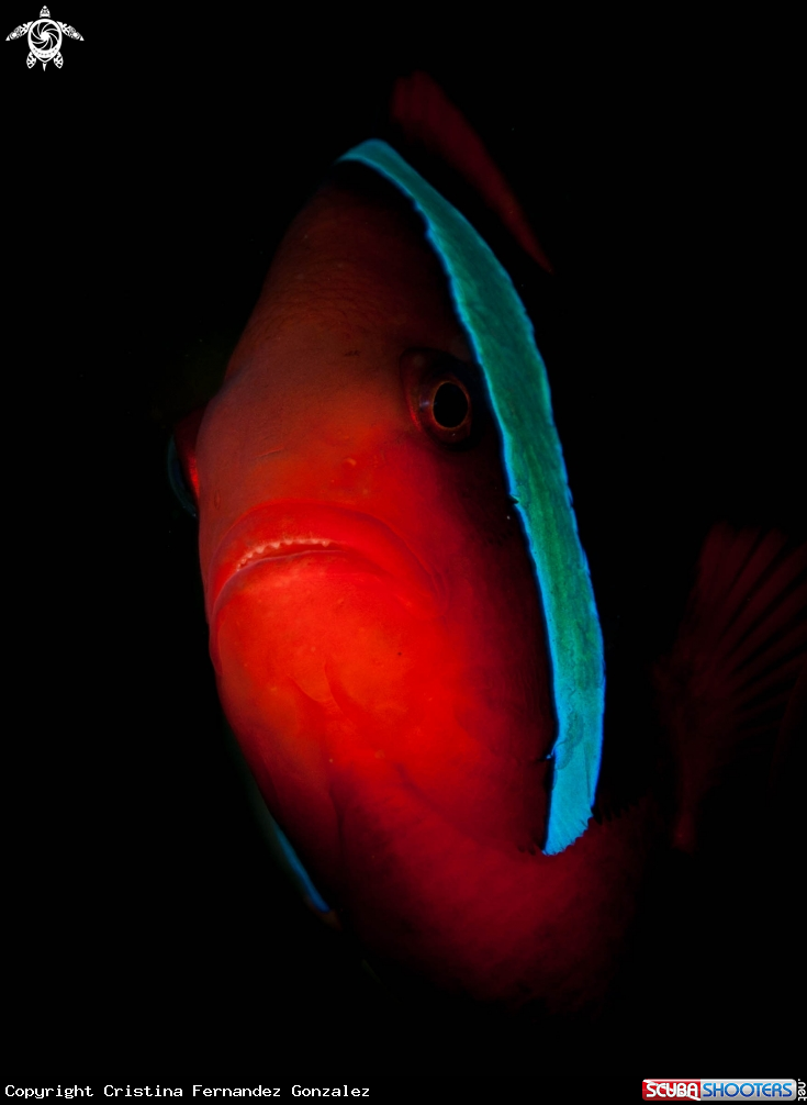 A Tomato clowfish