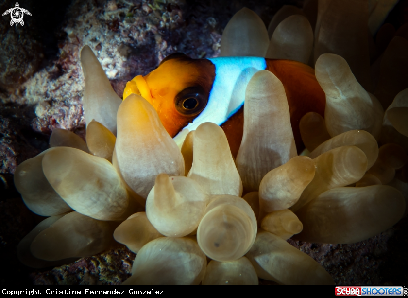 A Clark's anemonefish