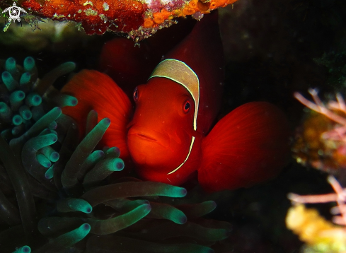 A Premnas biaculeatus | maroon clownfish