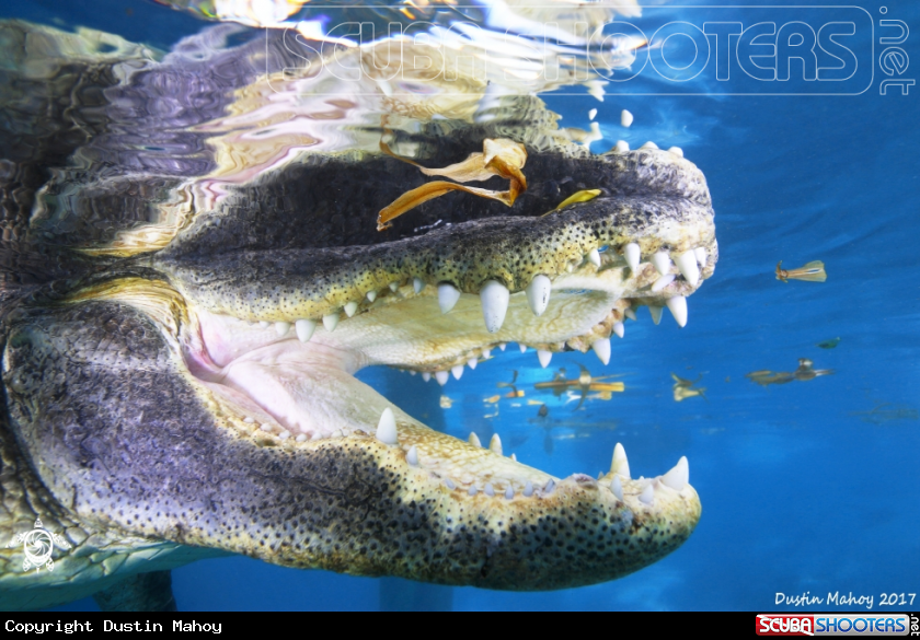 A Florida Alligator