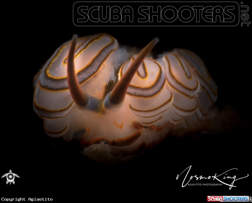 A Donut Doto Nudibranch