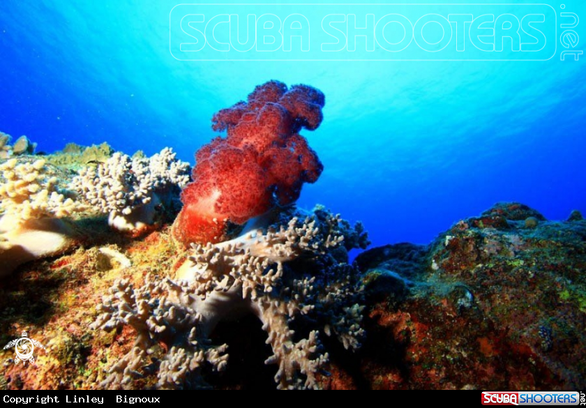 A Soft coral ,Mon Choisy,Mauritius