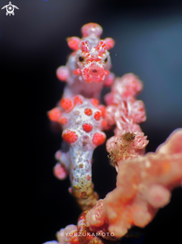A Hippocampus Bargibanti | Pygmy seahorse