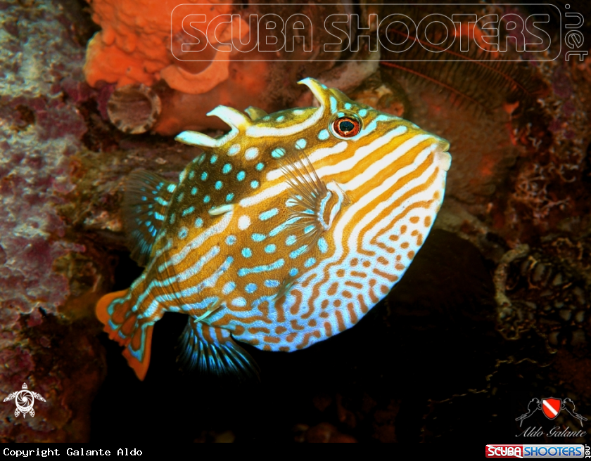 A Shaw's Cowfish - Striped cowfish - Striped boxfish