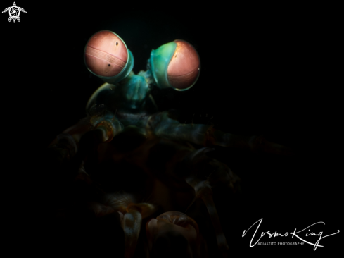 A Clown Mantis Shrimp