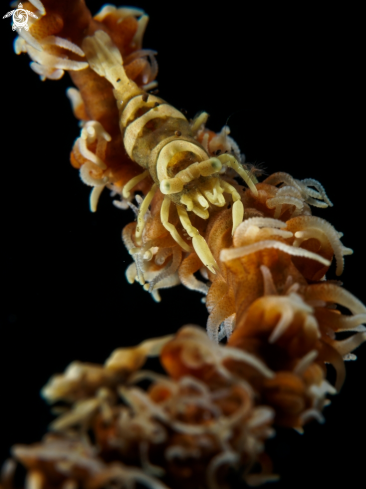A Pontonides uncigeri | Wire Coral Shrimp