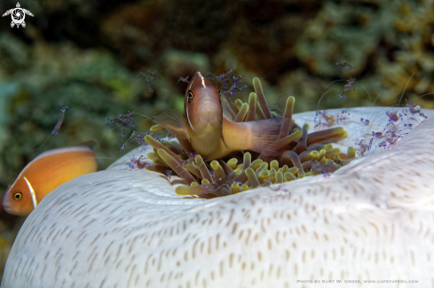 A Amphiprion ap. | Clownfish