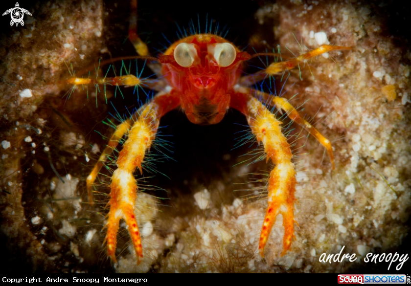 A Bug Eyed Squat Lobster