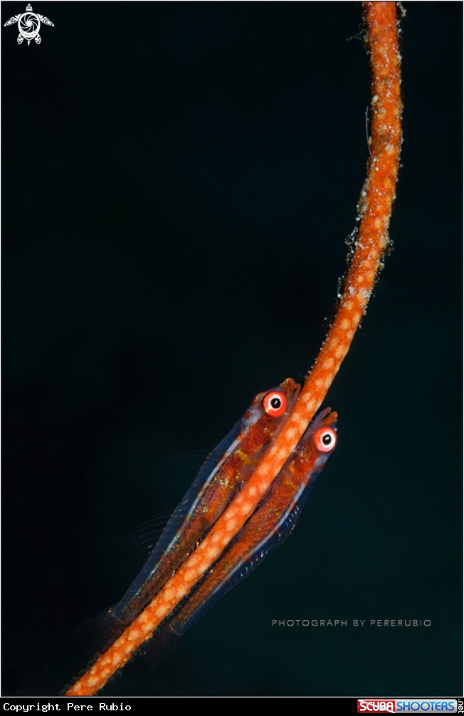 A Large Whip Goby (Bryaninops amplus)