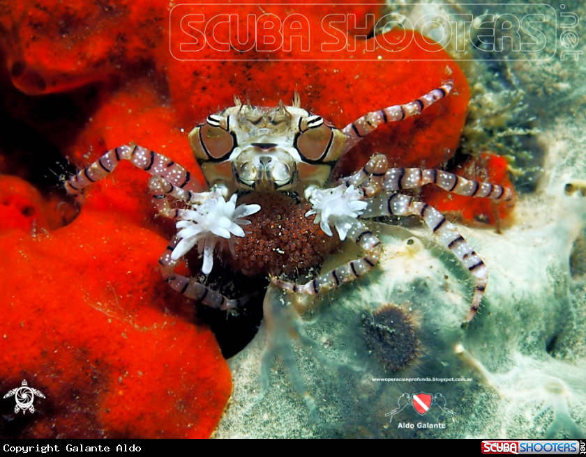 A Boxer Crab