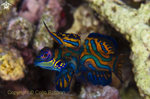 A Synchiropus splendidus | Mandarin Fish