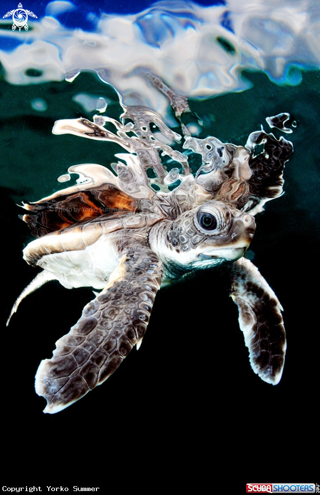 A Baby Sea Turtle