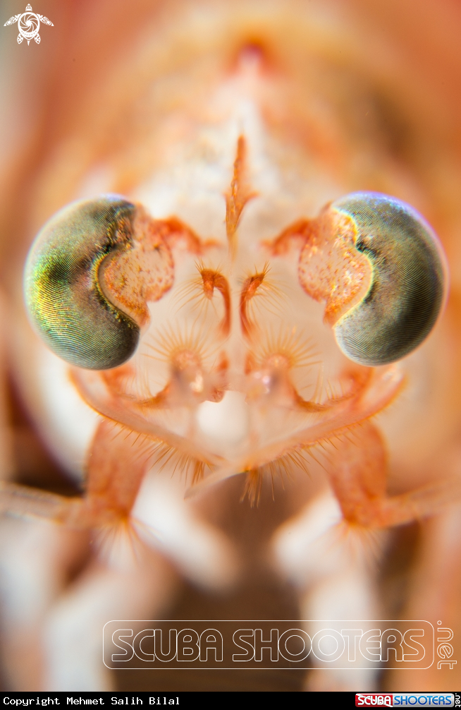 A Big eye shrimp