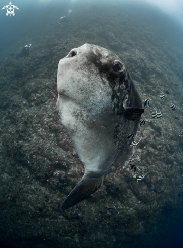 A Mola alexandrini | Southern Ocean Sunfish