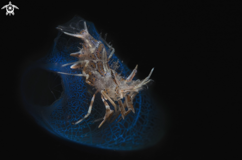 A Phyllognathia ceratophthalma  | spiny tiger shrimp