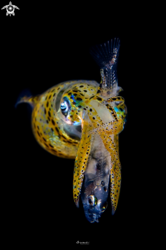 A Squid 