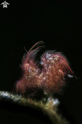A hairy shrimp 