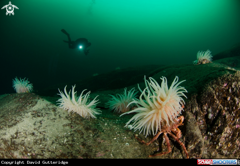 A North sea anemone