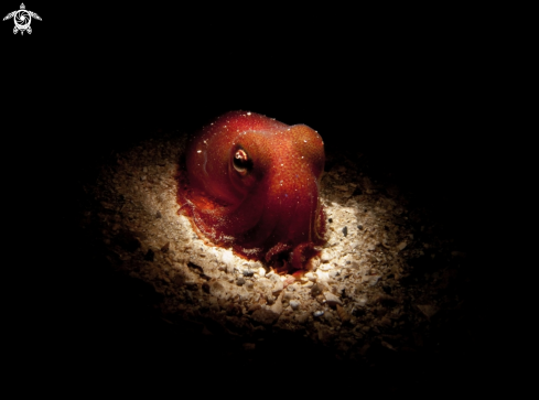 A Sepietta oweniana | Common Bobtail Squid