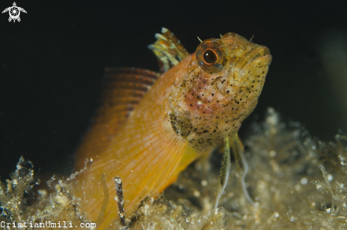 A Trypterigion delaisi | Yellow pepper fish