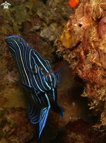 A Pomacanthus semicirculatus | Semicircle Angelfish 