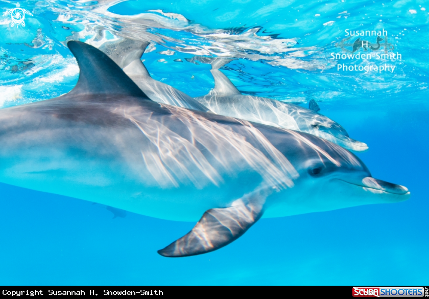 A Spotted Dolphins