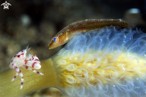 A Porcelain crab & Goby