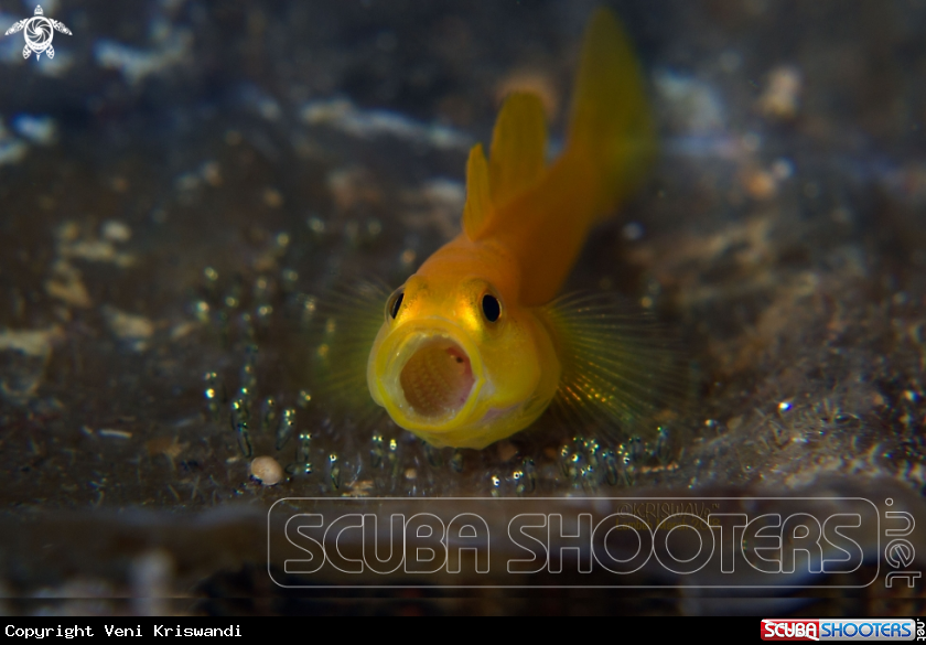 A Yellow Clown Goby