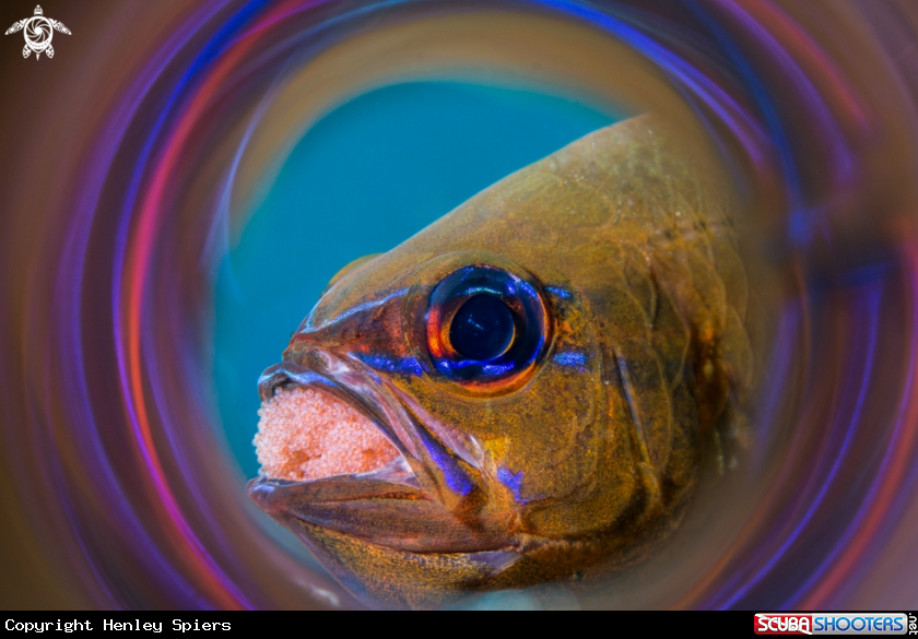 A Cardinalfish (with eggs)