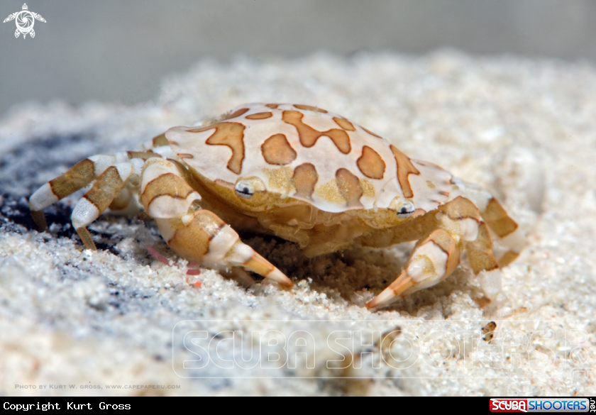 A Porzellan crab