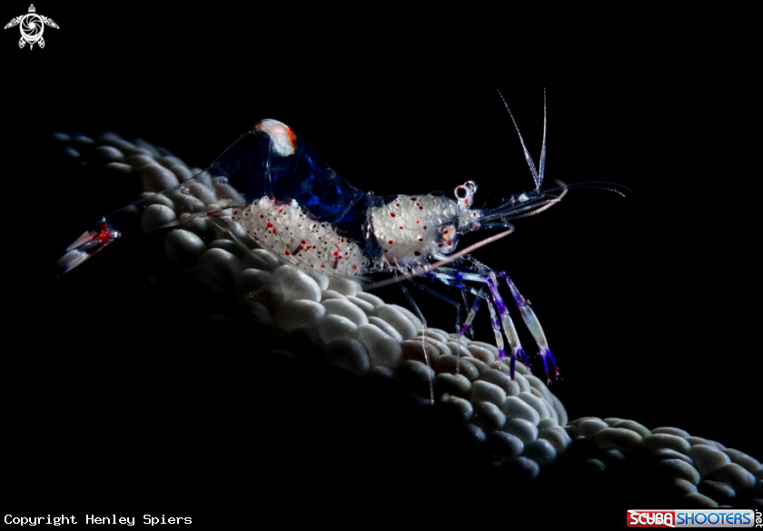 A Yellow-Spotted Anemone Shrimp