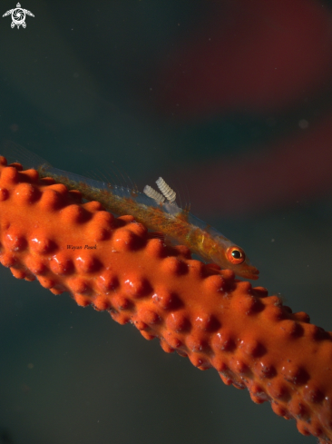 A Bryaninops younge | Goby