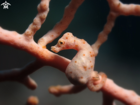 A Hippocampus Denise | Pygmy Seahorse