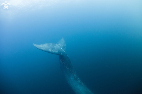 A Blue whale