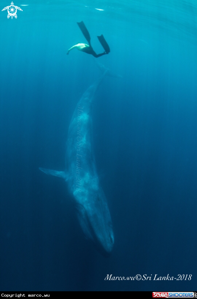 A Blue whale 