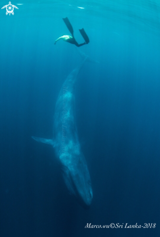A Blue whale 