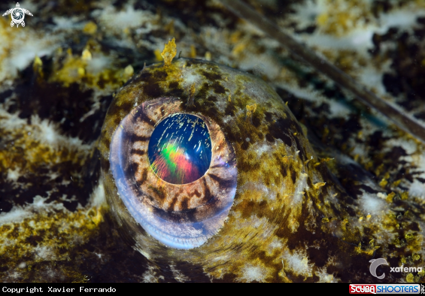 A Monkfish eye