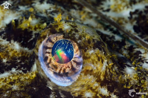 A Monkfish eye