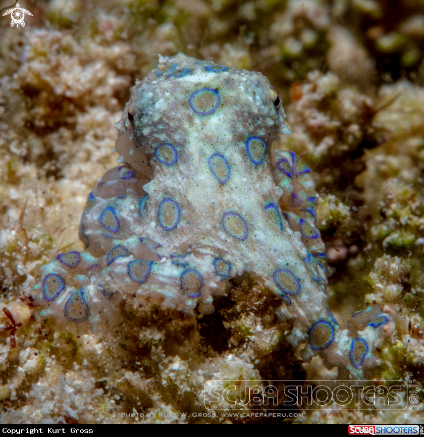 A Bluering Octopus