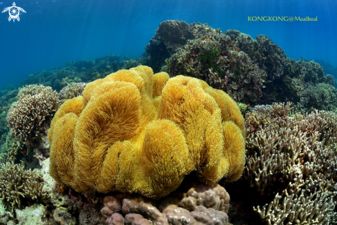 A Coral Reef