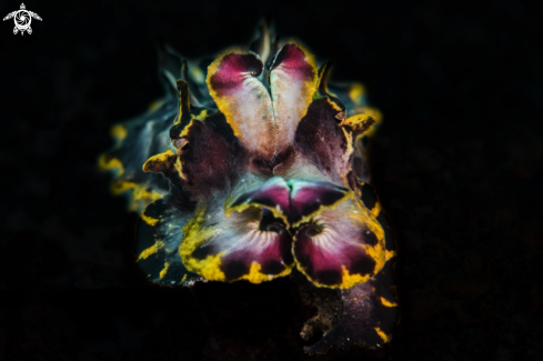 A Metasepia pfeffer | Flamboyant cuttlefish