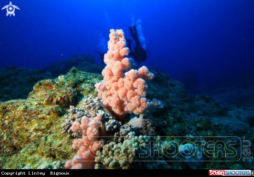 A Grand Bay Mauritius Merville Patches soft coral 
