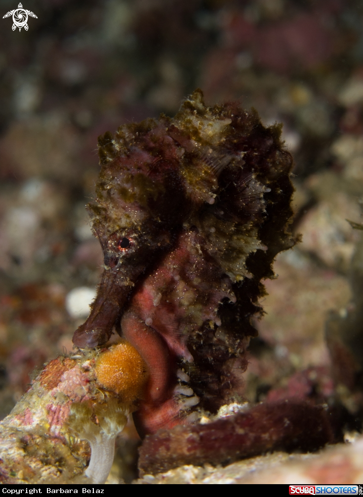 A Spotted Seahorse