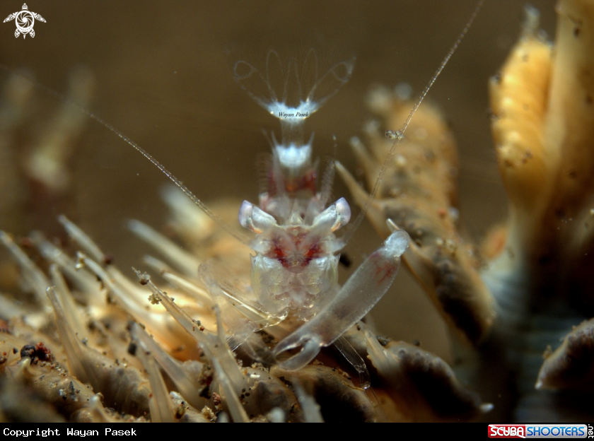 A Sea Pen Shrimp