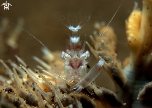 A Dasycaris ceratops | Sea Pen Shrimp