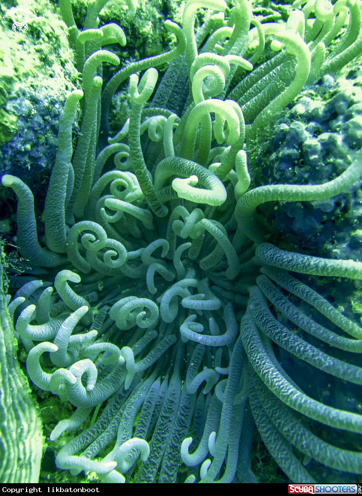 A long tentacles anemone