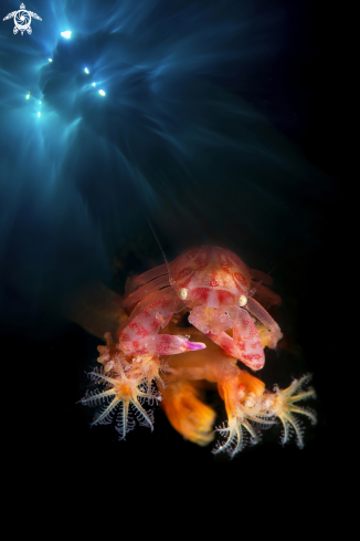 A Lissoporcella  | Porcellain crab