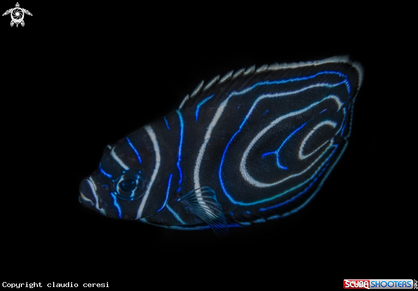 A emperor angelfish