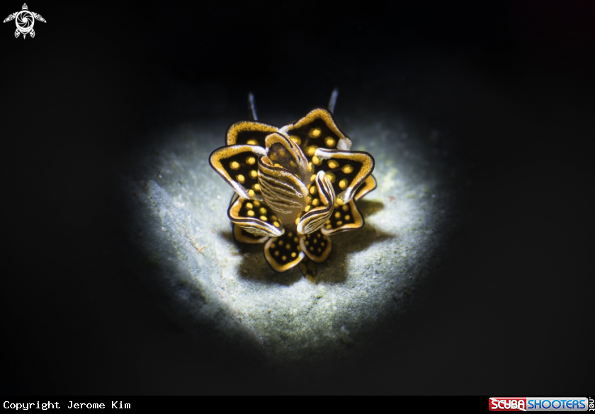 A Butterfly Slug